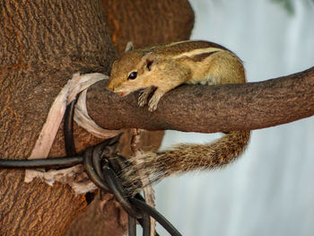 Close-up of squirrel on tree