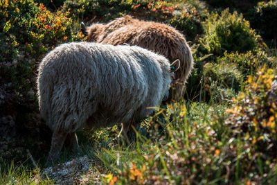 Side view of sheep grazing