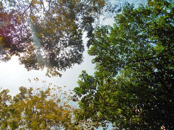 Low angle view of trees