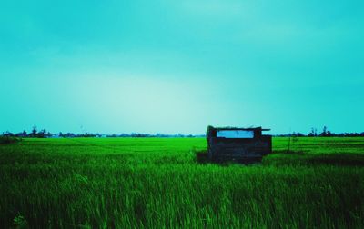 Scenic view of agricultural field against clear sky