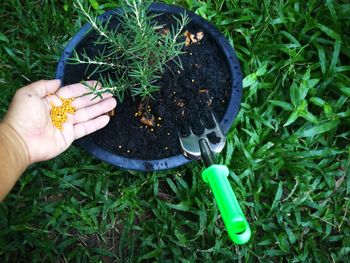 High angle view of hand holding plant