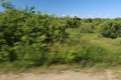 Scenic view of trees growing on field against sky