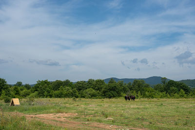 Horses grazing freely at the outskirts of village.