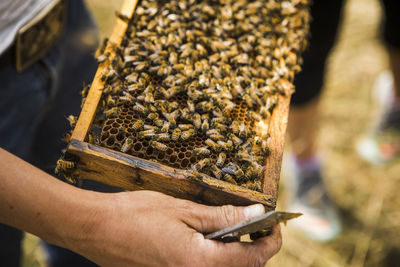 High angle view of beekeeper holding honeycomb frame