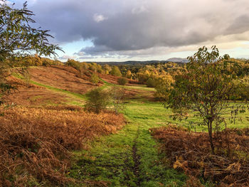 Scenic view of field against sky