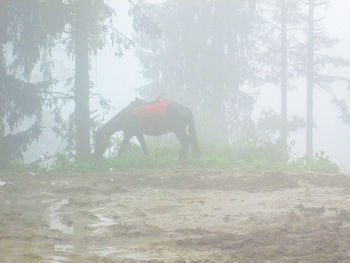 People grazing on field in forest