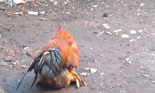 High angle view of rooster