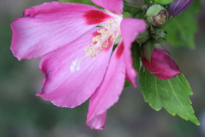 Close-up of pink flower