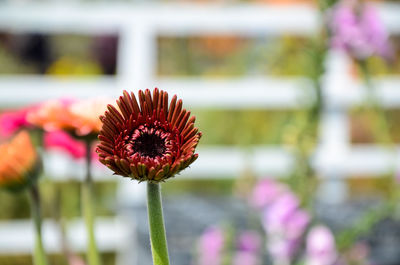 Close-up of pink flower