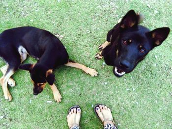 High angle view of dog on grass