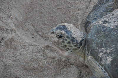 Close-up of turtle in sea