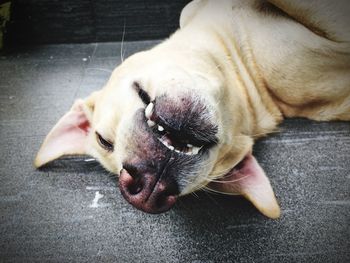 Close-up of dog lying on floor