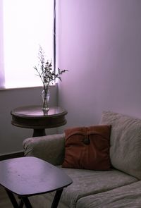 Potted plant on table at home