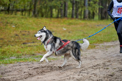 Dog running on street