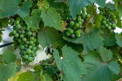 Close-up of grapes growing in vineyard