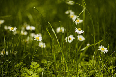 Close-up of white flowering plants on field