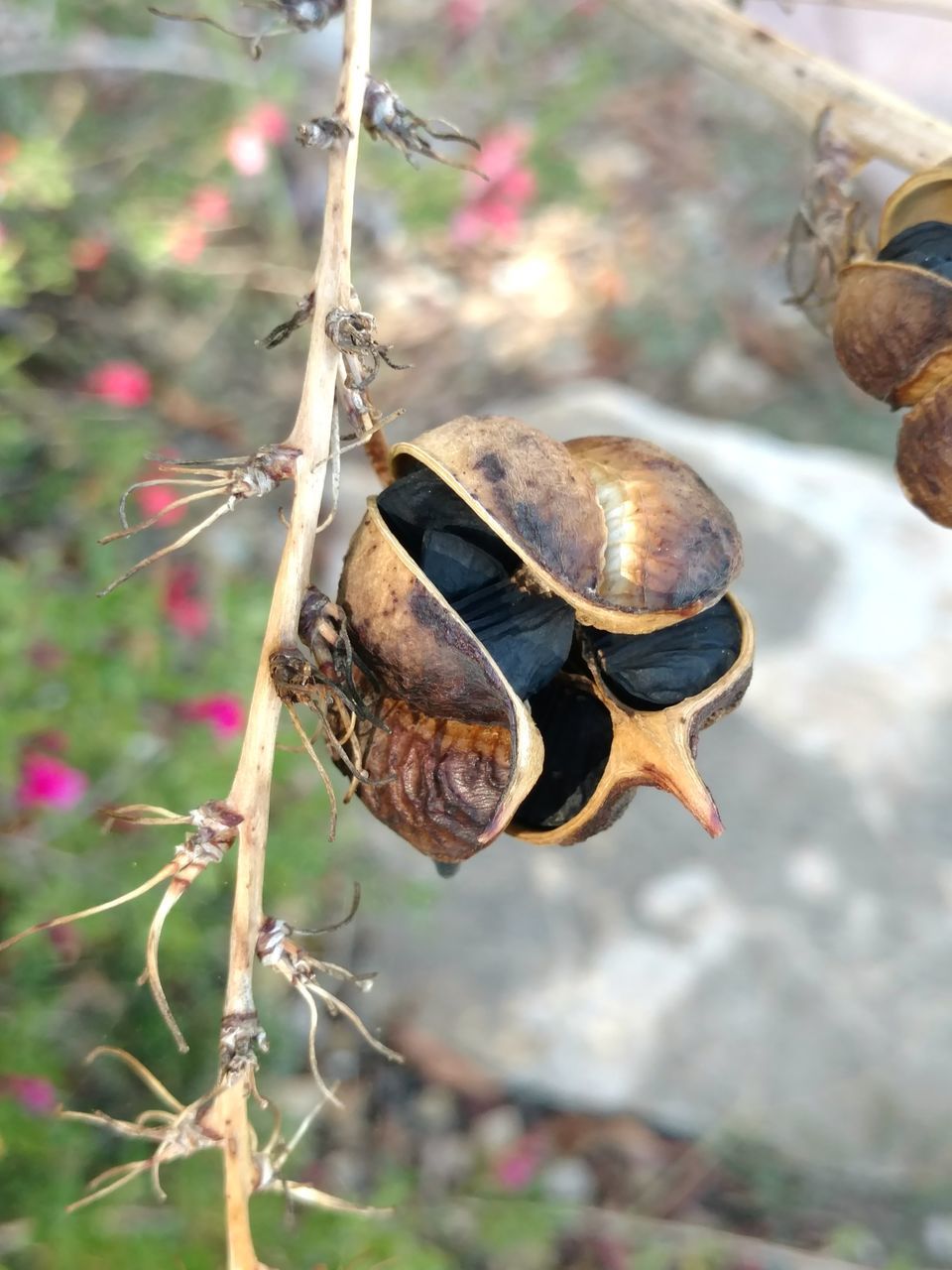 animal themes, animals in the wild, one animal, close-up, no people, wildlife, focus on foreground, insect, day, outdoors, animal wildlife, nature