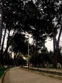 Trees against sky