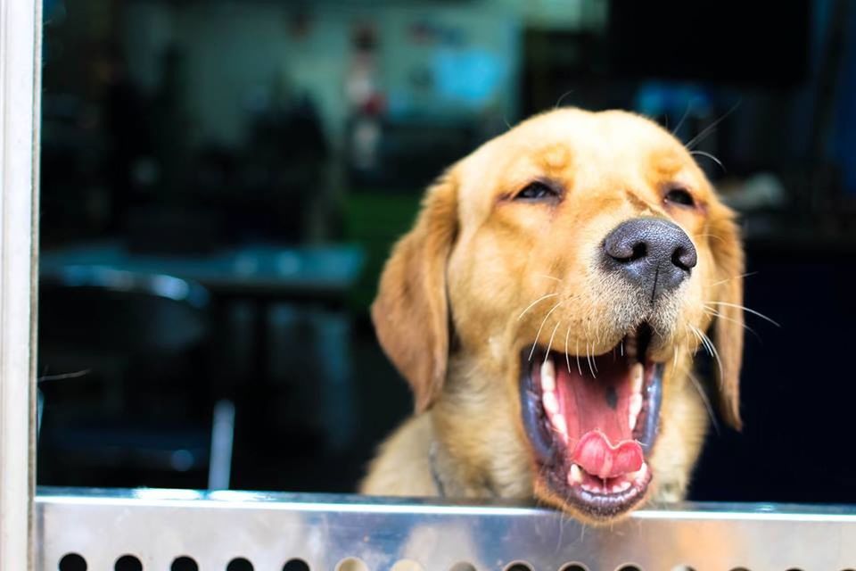 Yawning dog