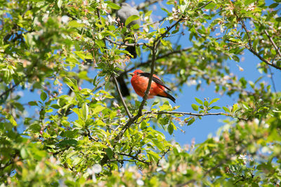 Low angle view of bird perching on tree