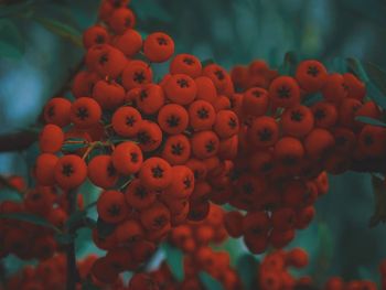 Close-up of red berries