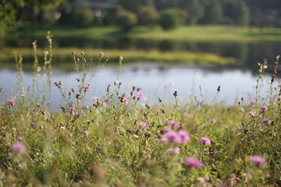 Close-up of crocus flowers
