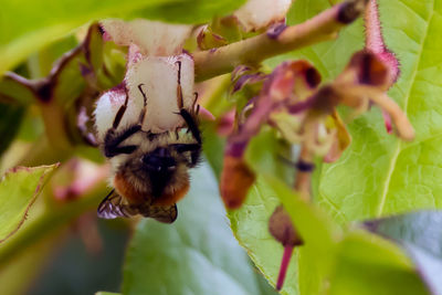 Close-up of bee on flower