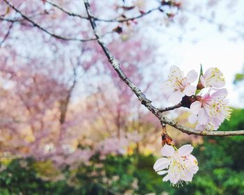 Close-up of cherry blossoms in spring