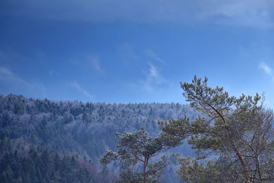 Coniferous tree in front of a scenic cloudy sky over the woodlands