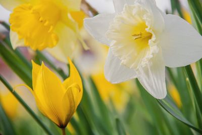 Close-up of white daffodil lily