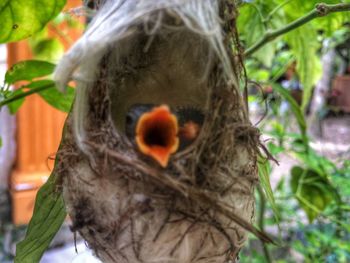 Close-up of bird on tree