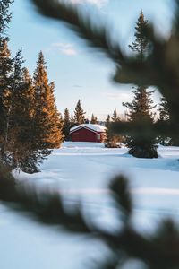 Snow covered trees against sky