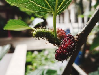 Close-up of berries growing on plant