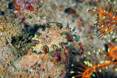 Close-up of fish swimming in sea