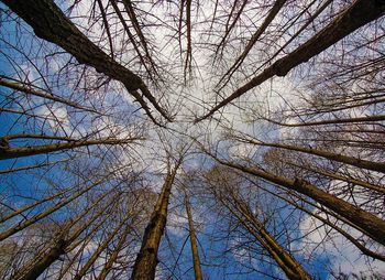 Low angle view of bare trees against sky