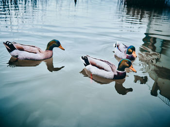 Ducks swimming in lake