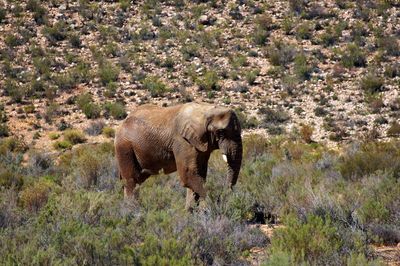 Elephant walking in a forest