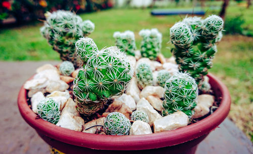 Close-up of succulent plant