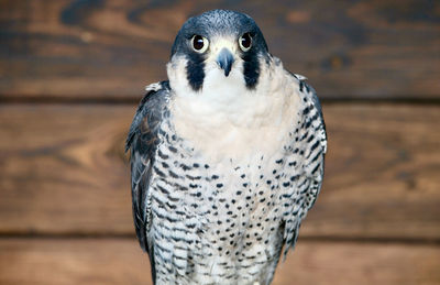 Close-up portrait of falcon 