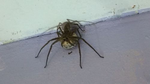 Close-up of spider