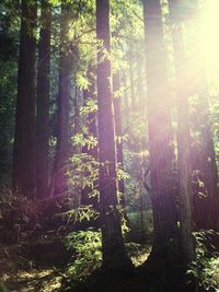 Sun shining through trees