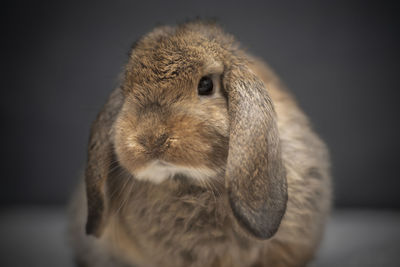 Close-up of a rabbit