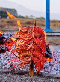 Close-up of crab on barbecue grill