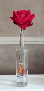Red rose in vase on table