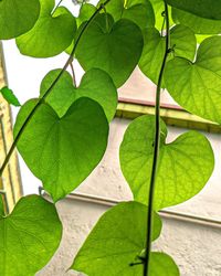 Close-up of fresh green leaves against wall