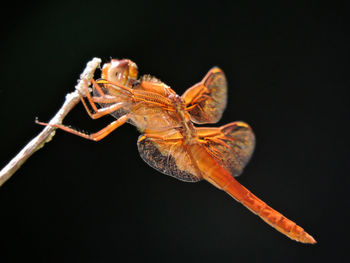 Close-up of orange dragonfly on twig