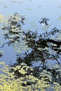 Scenic view of lake and leaves against sky