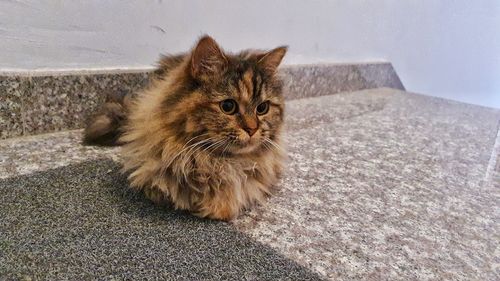 Portrait of a cat sitting