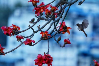 Close-up of red berries on tree