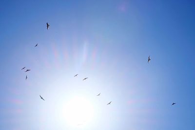 Low angle view of birds flying against clear sky